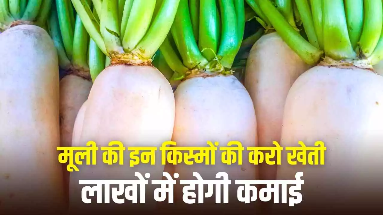 सितंबर में मूली की इन किस्मों की करो खेती, लाखों में होगी कमाई