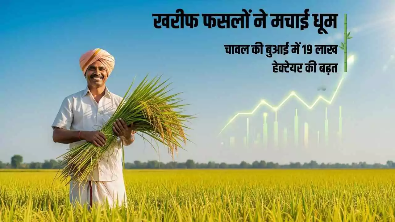 खरीफ फसलों ने मचाई धूम: चावल की बुआई में 19 लाख हेक्टेयर की बढ़त