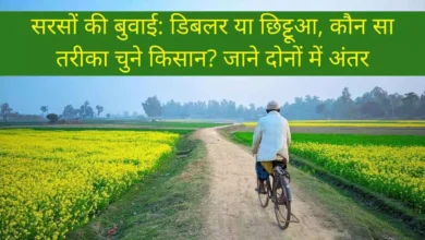 सरसों की बुवाई: डिबलर या छिट्टूआ, कौन सा तरीका चुने किसान? जाने दोनों में अंतर