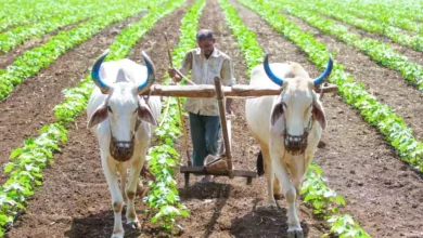 PM Kisan Yojana: 21वीं किस्त का इंतज़ार खत्म, जल्द आएंगे 2,000 रुपये!