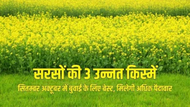 सितम्बर अक्टूबर में बुवाई के लिए बेस्ट, मिलेगी अधिक पैदावार