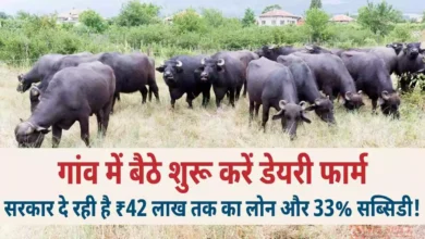 गांव में बैठे शुरू करें डेयरी फार्म — सरकार दे रही है ₹42 लाख तक का लोन और 33% सब्सिडी!