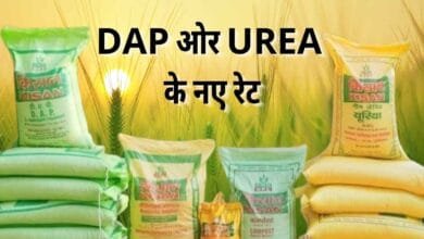 2025 में डीएपी और यूरिया की नई कीमतें: किसानों को अब इस रेट में मिलेगा खाद
