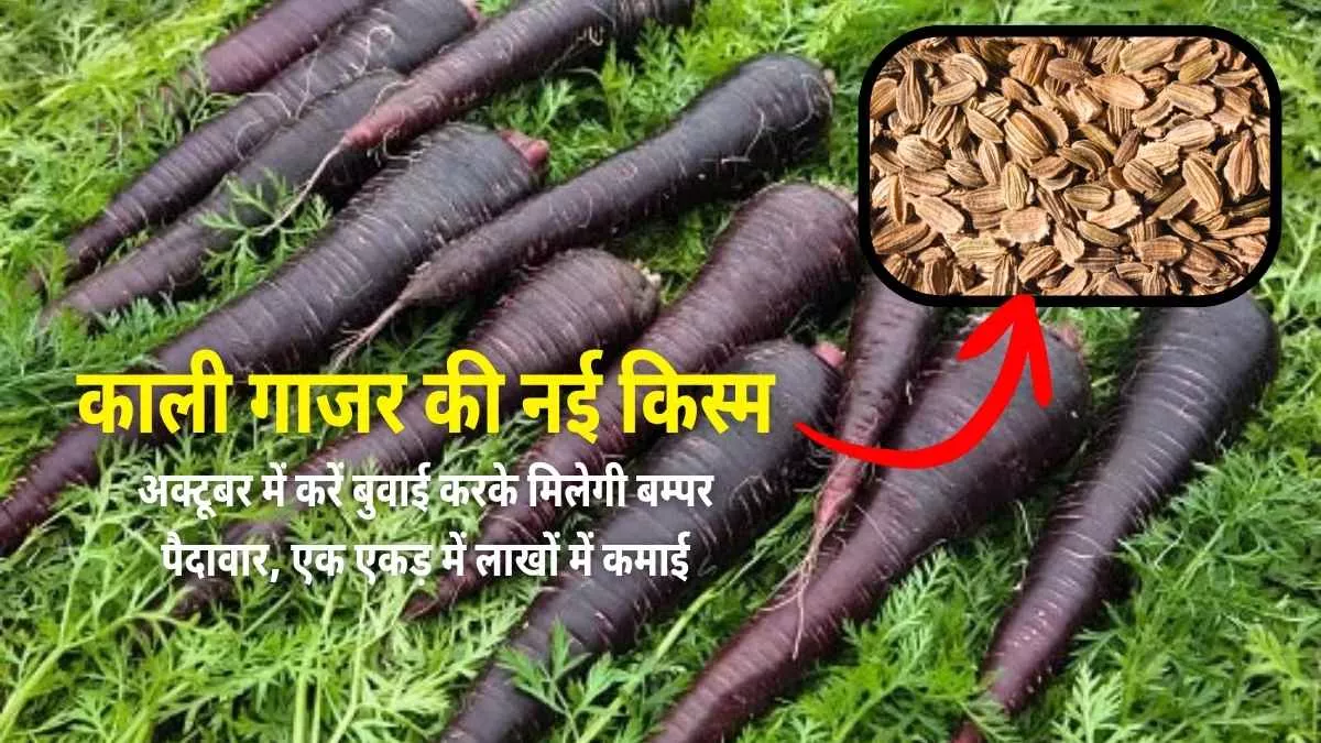 New Variety of Black Carrot