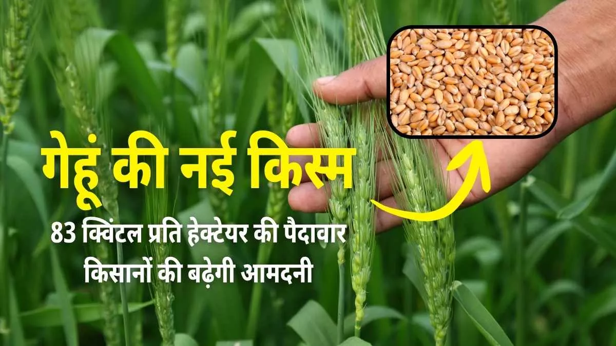 New Variety of Wheat