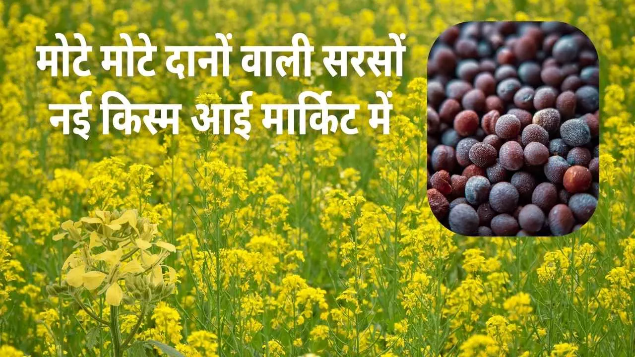 सरसों की नई किस्म देगी अधिक पैदावार, पूसा सरसों-30 से किसानों की बढ़ेगी पैदावार, जानिए इस किस्म की खाशियत