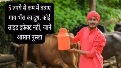 Salt benefit for cows and buffaloes increase milk production