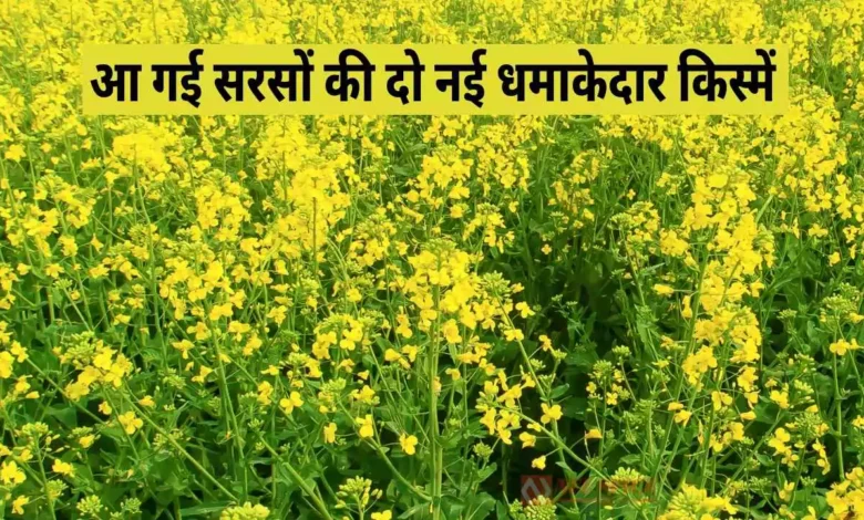 आ गई सरसों की दो नई धमाकेदार किस्में: किसानों की आमदनी बढ़ेगी दोगुनी