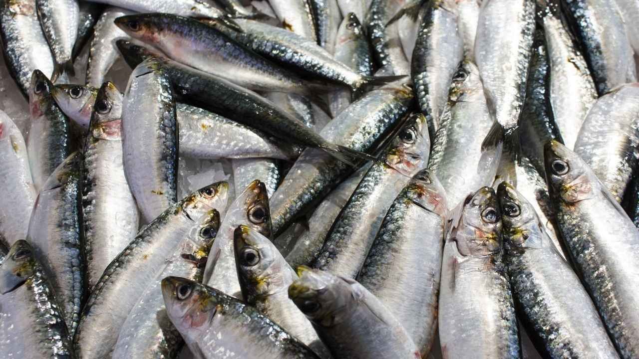 हरियाणा में मछली पालन को नई उड़ान! फरीदाबाद, गुरुग्राम और हिसार में बनेंगी मत्स्य मंडियां