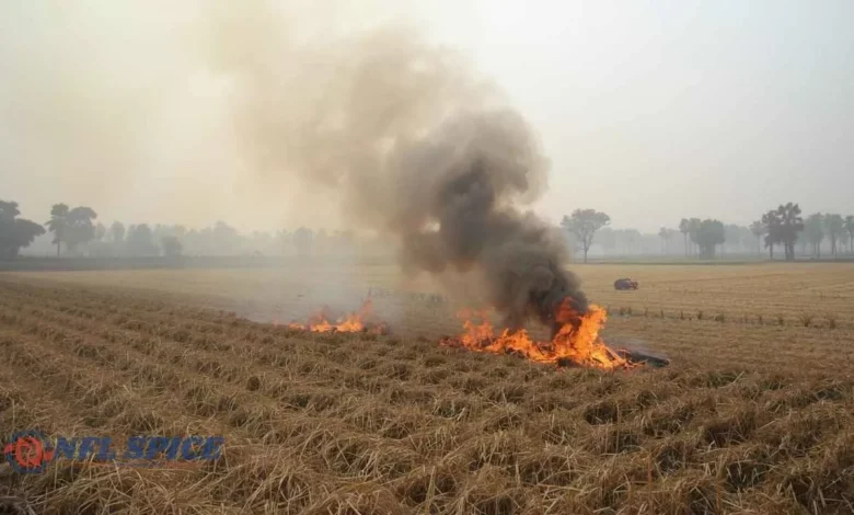 हरियाणा में इन किसानों को मिलेंगे 1200 रुपये प्रति एकड़, सरकार ने किया ऐलान