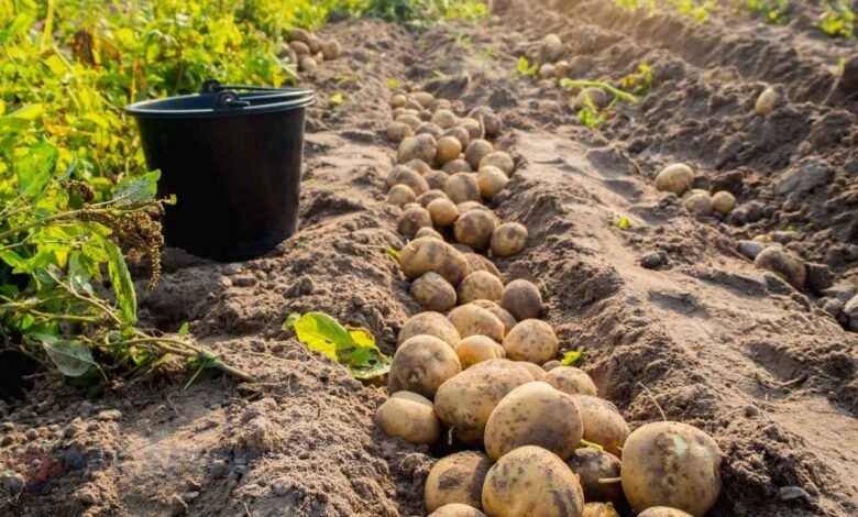 सफेद आलू पर संकट गहराया, BKU (चढूनी) ने दी चेतावनी: “दाम नहीं बढ़े तो सड़क पर उतरेंगे किसान”