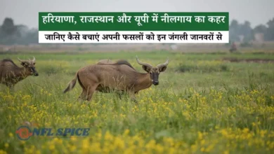 हरियाणा, राजस्थान और यूपी में नीलगाय का कहर, जानिए कैसे बचाएं अपनी फसलों को इन जंगली जानवरों से