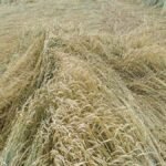 Haryana Weather Update