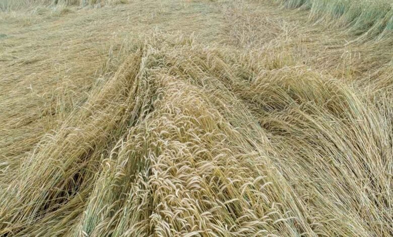 Haryana Weather Update