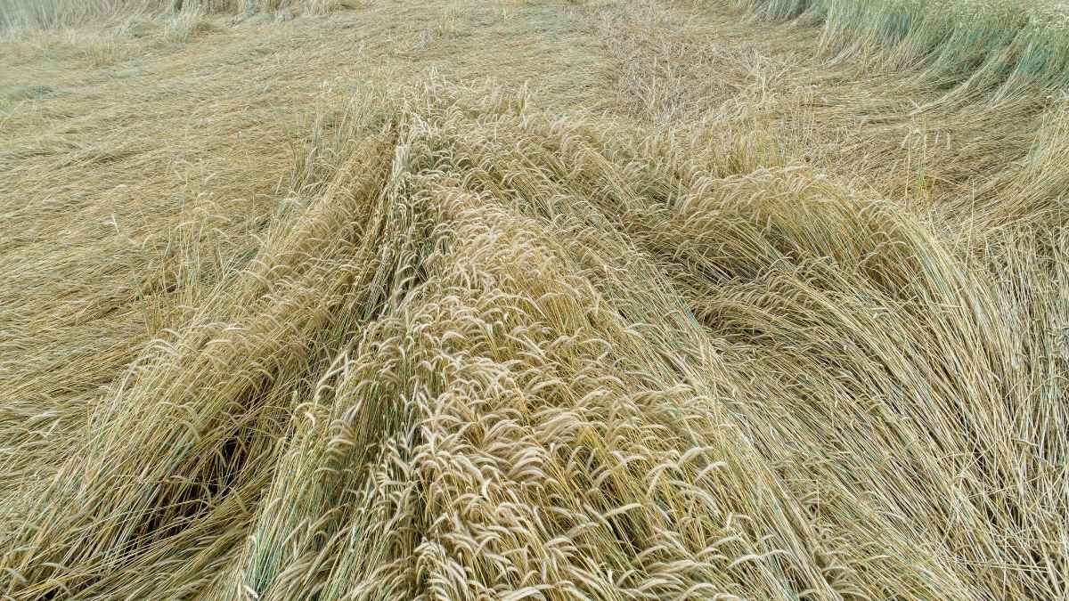 Haryana Weather Update