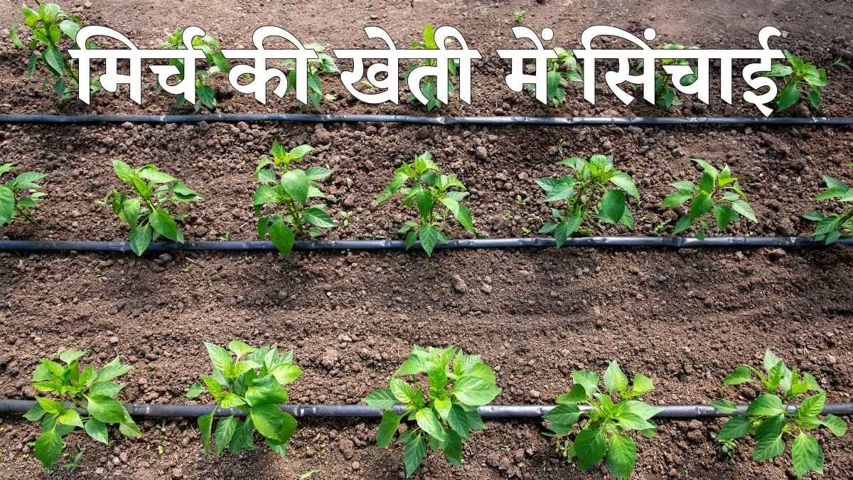मिर्च की खेती में सिंचाई