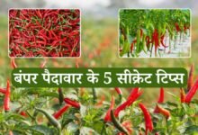 Mirchi Ki Kheti: मिर्ची की खेती में बंपर पैदावार के 5 सीक्रेट टिप्स, बस एक छिड़काव और 50% तक बढ़ जाएगी उपज!