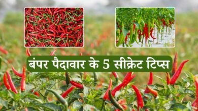Mirchi Ki Kheti: मिर्ची की खेती में बंपर पैदावार के 5 सीक्रेट टिप्स, बस एक छिड़काव और 50% तक बढ़ जाएगी उपज!