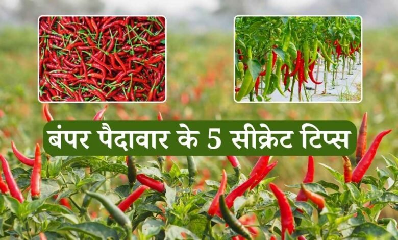 Mirchi Ki Kheti: मिर्ची की खेती में बंपर पैदावार के 5 सीक्रेट टिप्स, बस एक छिड़काव और 50% तक बढ़ जाएगी उपज!