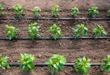 Farmer News: ड्रिप इरिगेशन से किसानों की चमकी किस्मत, कम पानी में कमा रहे हैं लाखों, जाने डिटेल