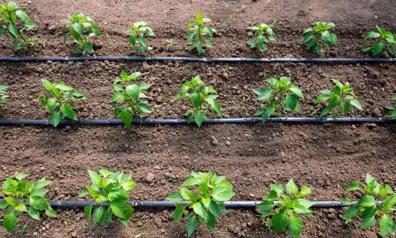 Farmer News: ड्रिप इरिगेशन से किसानों की चमकी किस्मत, कम पानी में कमा रहे हैं लाखों, जाने डिटेल