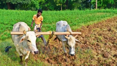 PM Kisan Yojana: क्या बटाईदारों (Sharecroppers) को भी मिलेंगे ₹6000? सरकार ने साफ किए पात्रता के कड़े नियम, जानें सच