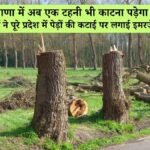 हरियाणा हाई कोर्ट का बड़ा फैसला: पूरे प्रदेश में पेड़ों की कटाई पर रोक, फॉरेस्ट कवर पर जताई चिंता