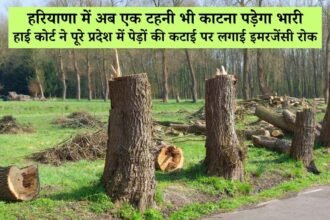 हरियाणा हाई कोर्ट का बड़ा फैसला: पूरे प्रदेश में पेड़ों की कटाई पर रोक, फॉरेस्ट कवर पर जताई चिंता