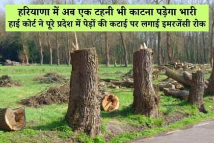 हरियाणा हाई कोर्ट का बड़ा फैसला: पूरे प्रदेश में पेड़ों की कटाई पर रोक, फॉरेस्ट कवर पर जताई चिंता