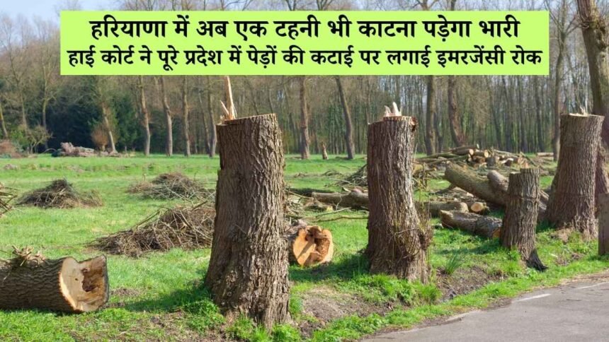 हरियाणा हाई कोर्ट का बड़ा फैसला: पूरे प्रदेश में पेड़ों की कटाई पर रोक, फॉरेस्ट कवर पर जताई चिंता