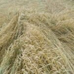 हरियाणा में फिर मंडराया ओलावृष्टि का खतरा