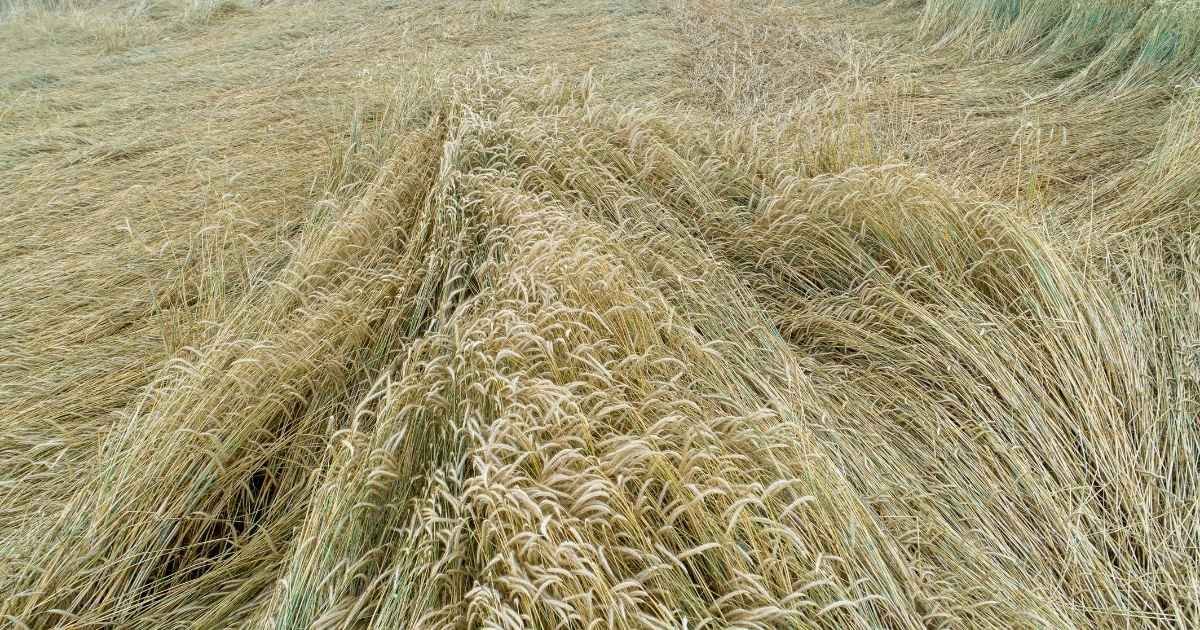 हरियाणा में फिर मंडराया ओलावृष्टि का खतरा