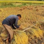 पानी बचाने की मुहिम में सरकार का बड़ा फैसला, दलहन और कपास उगाने पर 2000 रुपये का अतिरिक्त बोनस