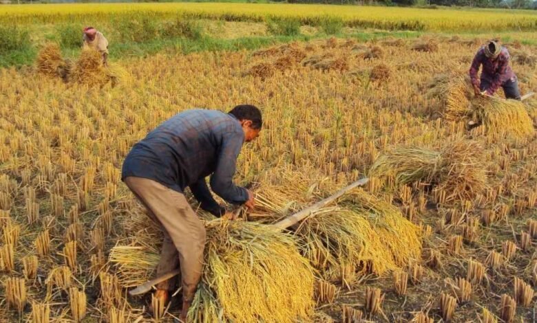 पानी बचाने की मुहिम में सरकार का बड़ा फैसला, दलहन और कपास उगाने पर 2000 रुपये का अतिरिक्त बोनस