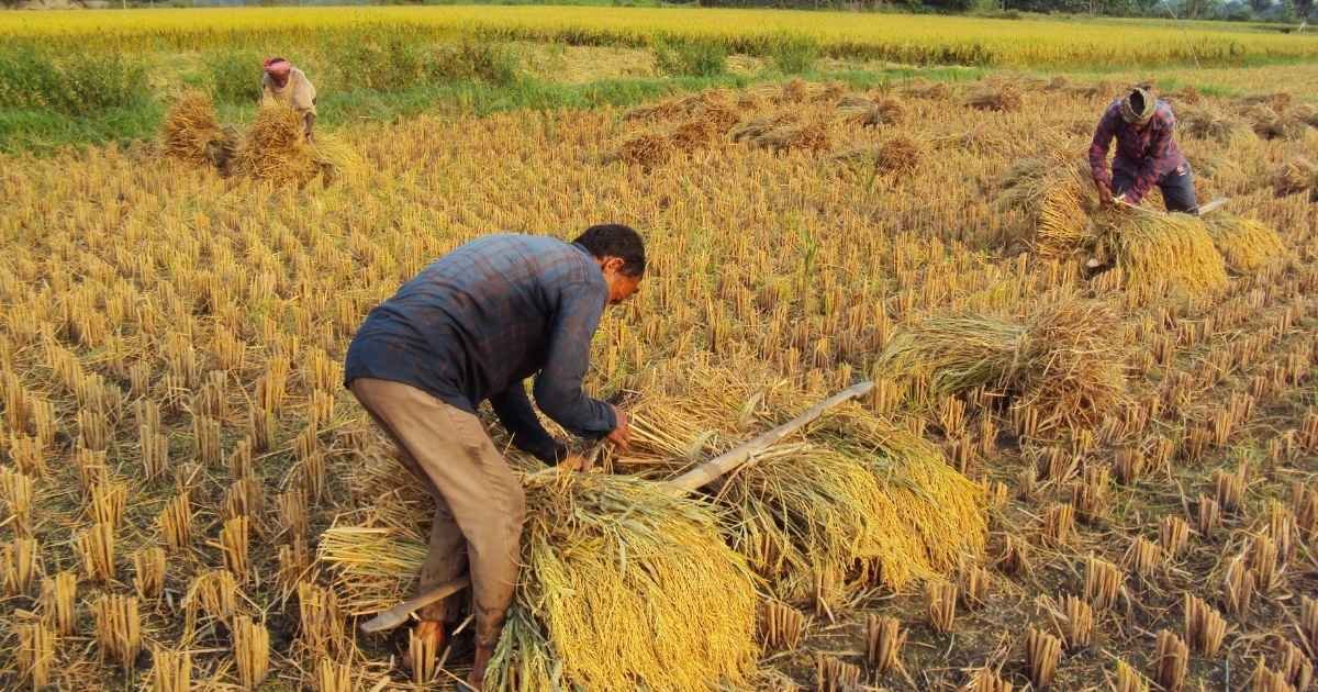 पानी बचाने की मुहिम में सरकार का बड़ा फैसला, दलहन और कपास उगाने पर 2000 रुपये का अतिरिक्त बोनस
