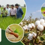 Sonipat News: धान और कपास फसलों का सर्वे, किसानों को बीज उपचार की सलाह