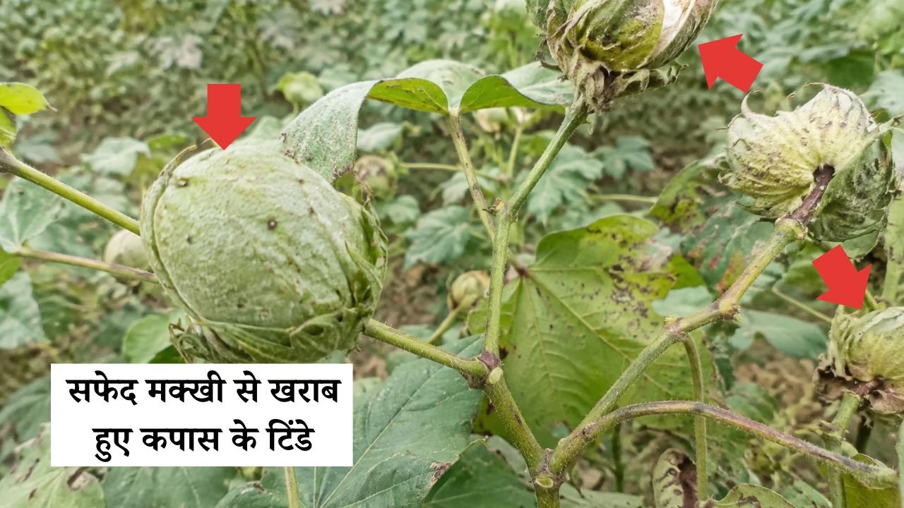 सफेद मक्खी से खराब हुए कपास के टिंडे