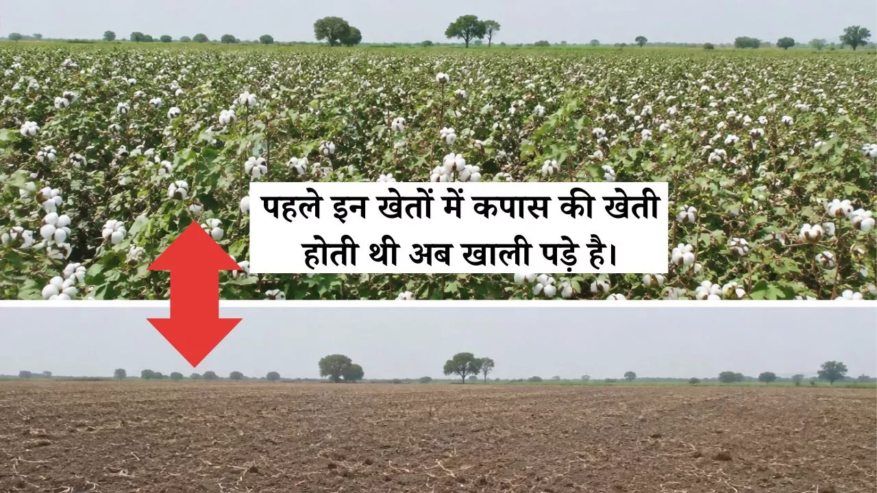 कपास के खेत - पहले और अब