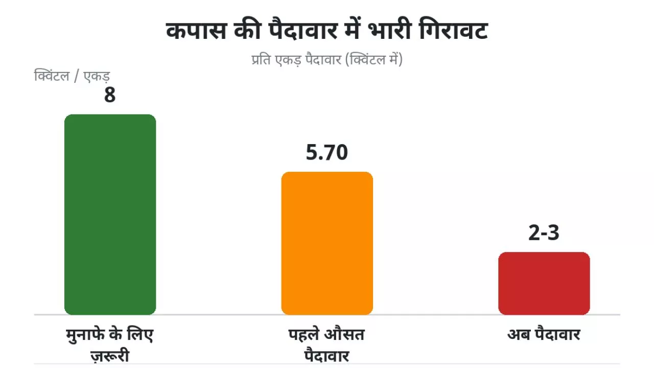 कपास की खेती में भारी गिरावट दर्ज हुई है